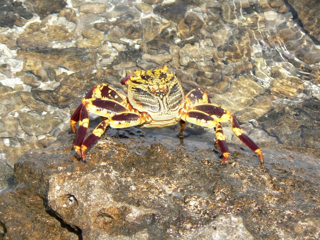 60- Un joli crabe 